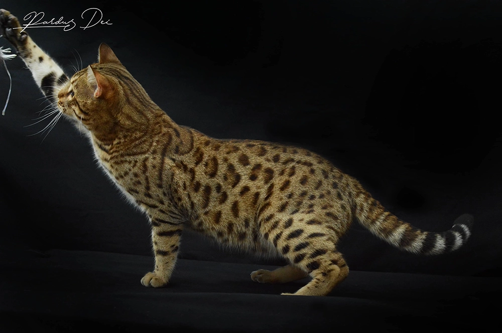 chat bengal